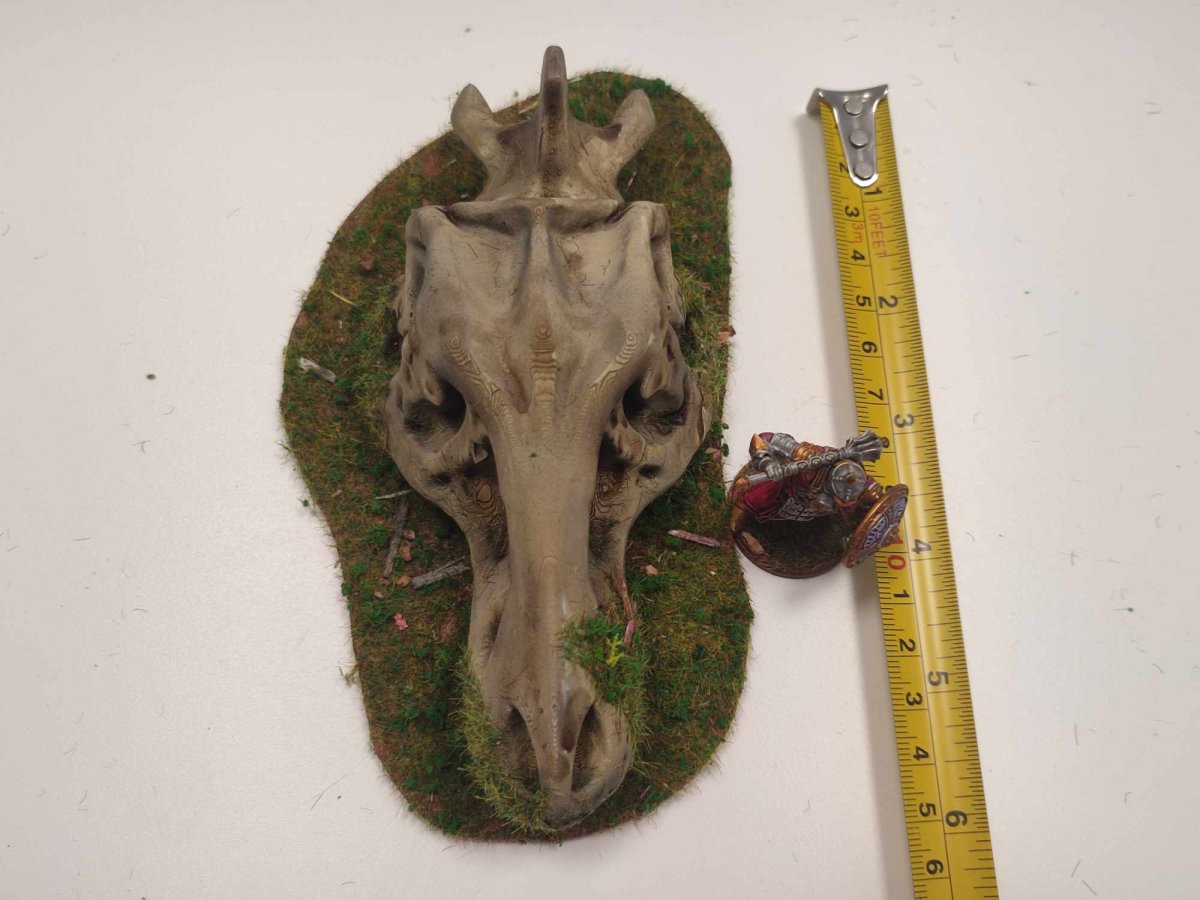 Crâne de dinosaure – Image 3