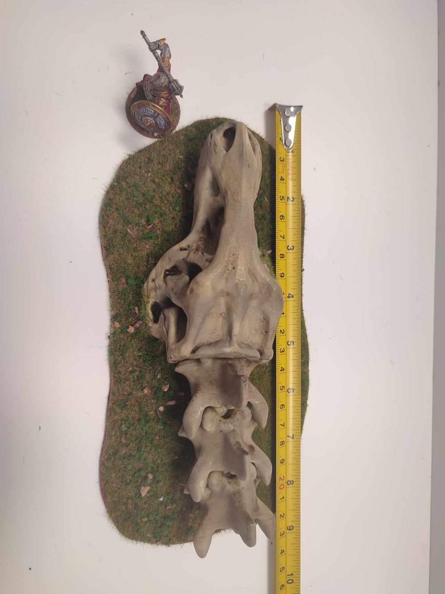 Crâne de dinosaure avec colonne vertébrale – Image 4