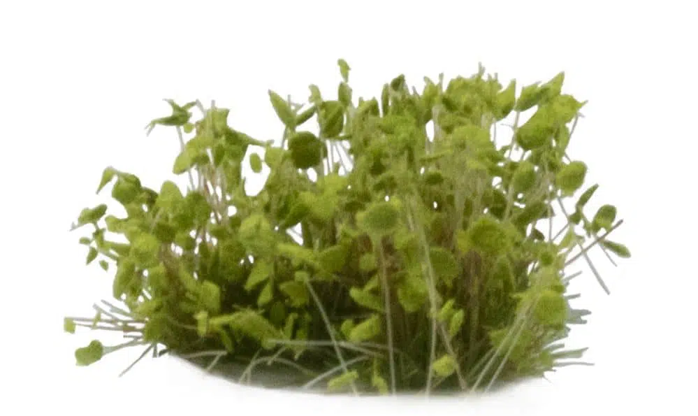 Green Shrub – Image 3